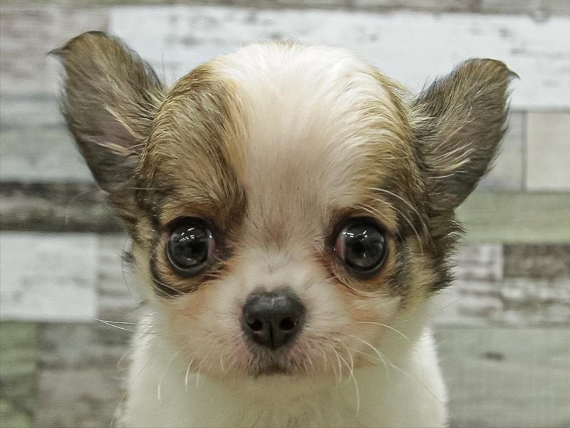 愛知県のチワワ(ロング) (ワンラブ名古屋守山インター総本店/2025年12月2日生まれ/女の子/ホワイトレッド)の子犬の1枚目の画像