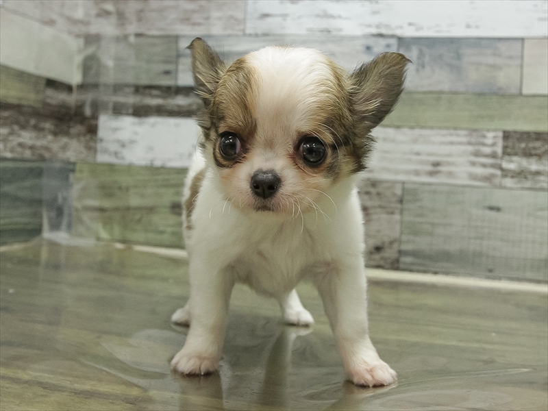 愛知県のチワワ(ロング) (ワンラブ名古屋守山インター総本店/2025年12月2日生まれ/女の子/ホワイトレッド)の子犬の3枚目の画像