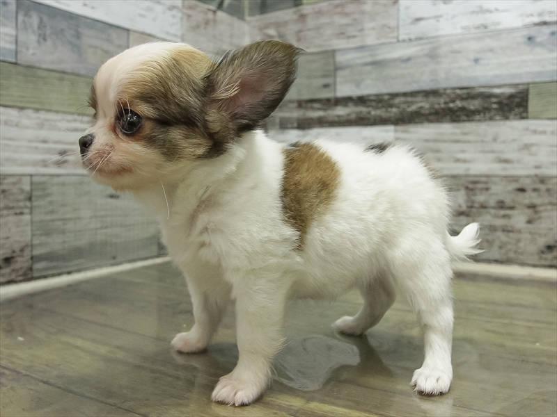 愛知県のチワワ(ロング) (ワンラブ名古屋守山インター総本店/2025年12月2日生まれ/女の子/ホワイトレッド)の子犬の2枚目の画像