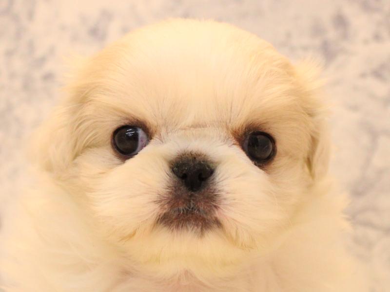 神奈川県のペキニーズ (ワンラブららぽーと海老名店/2025年12月2日生まれ/女の子/ホワイト)の子犬