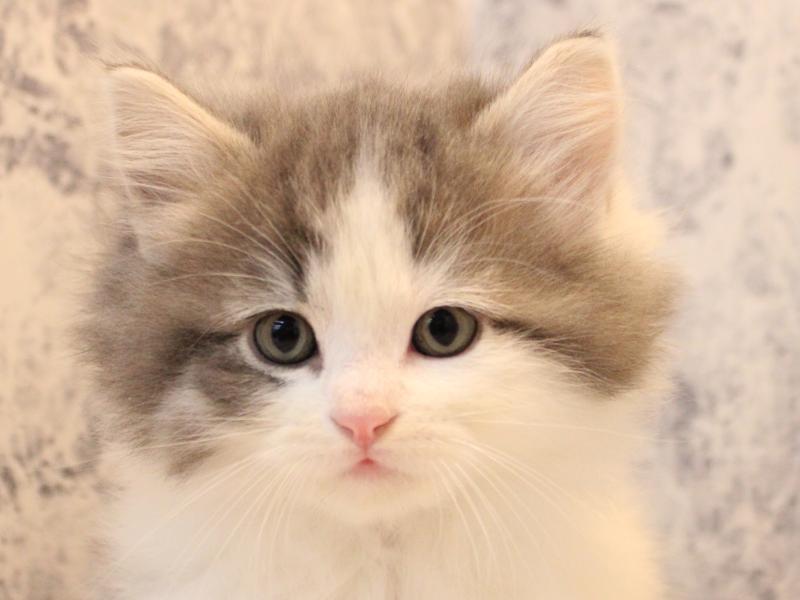 山形県のサイベリアン (ワンラブイオンモール三川店/2025年11月30日生まれ/女の子/ブルータビーホワイト)の子猫