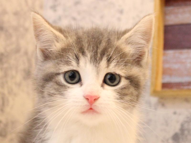 東京都のサイベリアン (ワンラブイーアス高尾店/2025年11月30日生まれ/女の子/ブルータビーホワイト)の子猫