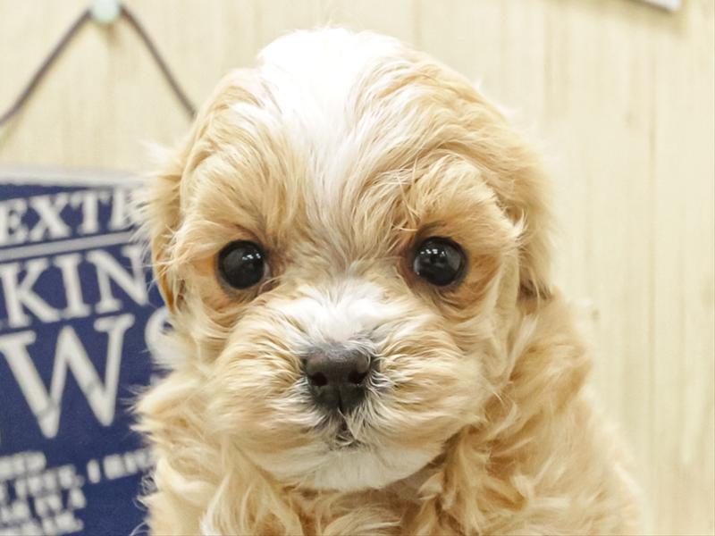 岐阜県のマルプー(マルチーズ×プードル) (ワンラブ関山王通り店(FC)/2025年12月2日生まれ/男の子/アプリコットホワイト)の子犬