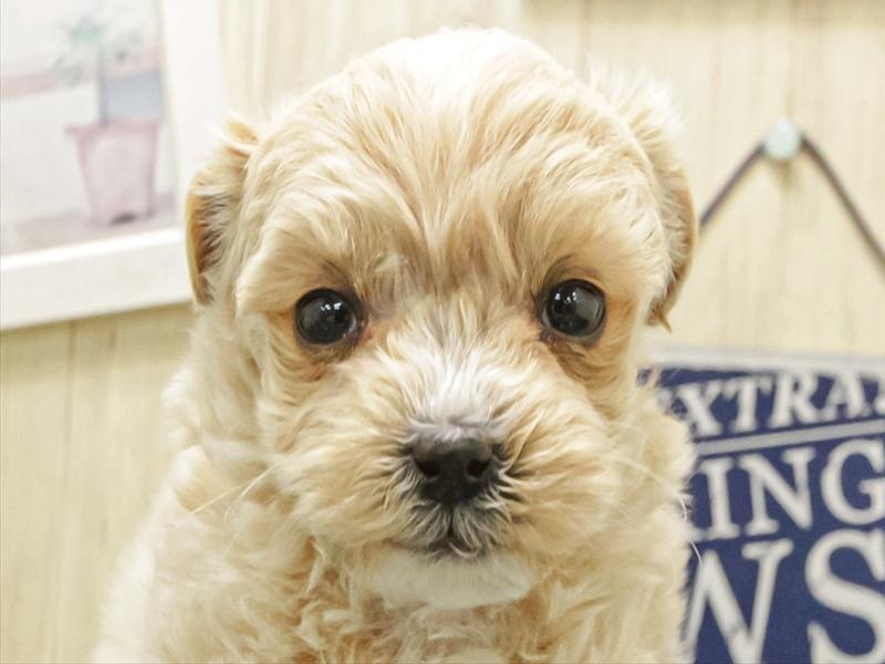 岐阜県のマルプー(マルチーズ×プードル) (ワンラブ関山王通り店(FC)/2025年12月2日生まれ/男の子/アプリコットホワイト)の子犬