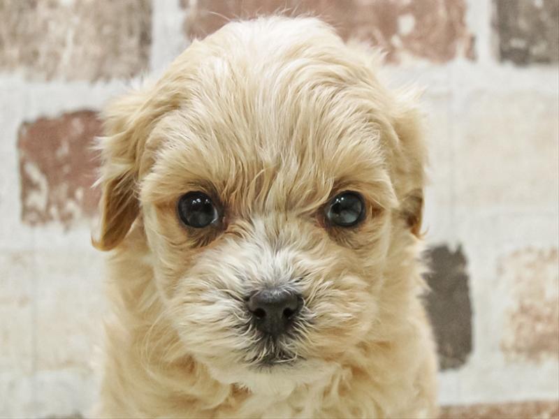 岐阜県のマルプー(マルチーズ×プードル) (ワンラブ関山王通り店(FC)/2025年12月2日生まれ/男の子/アプリコットホワイト)の子犬