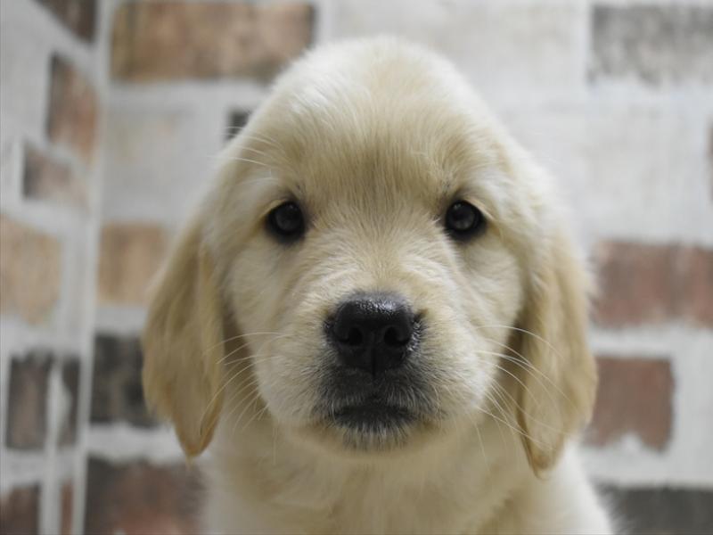 愛知県のゴールデンレトリバー (ワンラブ名古屋守山インター総本店/2025年12月2日生まれ/女の子/ゴールデン)の子犬の1枚目の画像