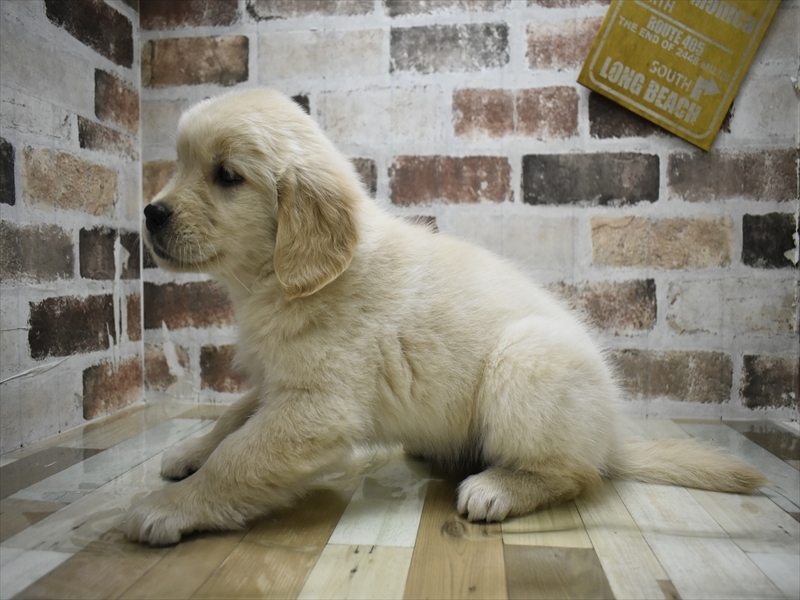 愛知県のゴールデンレトリバー (ワンラブ名古屋守山インター総本店/2025年12月2日生まれ/女の子/ゴールデン)の子犬の3枚目の画像