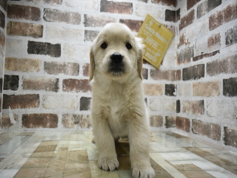 愛知県のゴールデンレトリバー (ワンラブ名古屋守山インター総本店/2025年12月2日生まれ/女の子/ゴールデン)の子犬の2枚目の画像