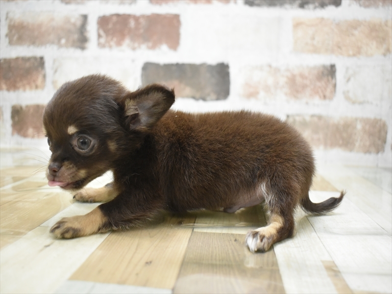 愛知県のチワワ(ロング) (ワンラブ名古屋守山インター総本店/2025年12月3日生まれ/男の子/チョコレートタンホワイト)の子犬の3枚目の画像