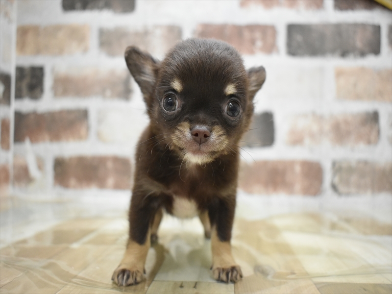 愛知県のチワワ(ロング) (ワンラブ名古屋守山インター総本店/2025年12月3日生まれ/男の子/チョコレートタンホワイト)の子犬の2枚目の画像