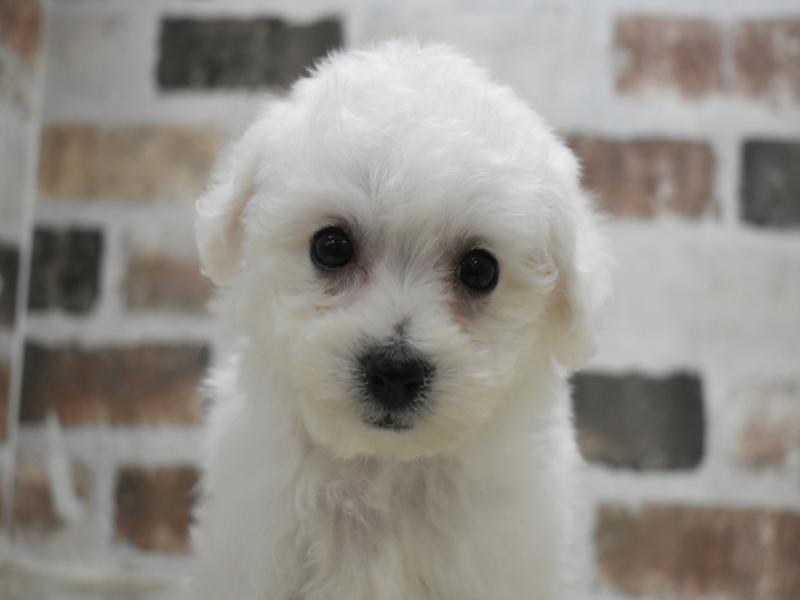 愛知県のビションフリーゼ (ワンラブ名古屋守山インター総本店/2025年12月3日生まれ/女の子/ホワイト)の子犬の1枚目の画像