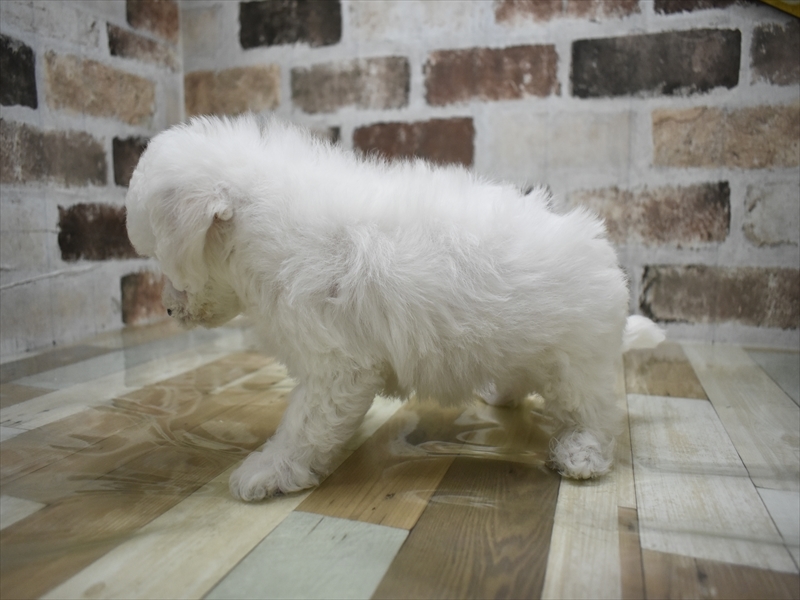 愛知県のビションフリーゼ (ワンラブ名古屋守山インター総本店/2025年12月3日生まれ/女の子/ホワイト)の子犬の3枚目の画像