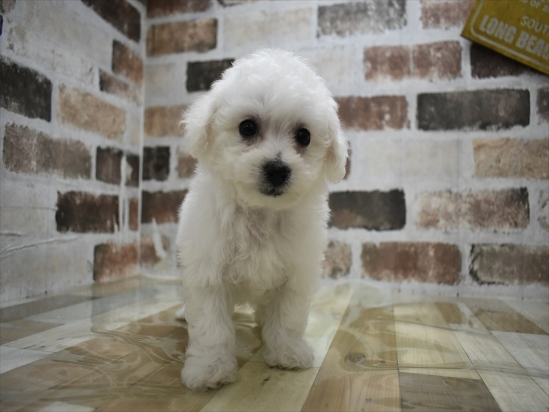 愛知県のビションフリーゼ (ワンラブ名古屋守山インター総本店/2025年12月3日生まれ/女の子/ホワイト)の子犬の2枚目の画像