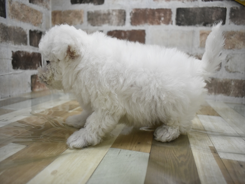 愛知県のビションフリーゼ (ワンラブ名古屋守山インター総本店/2025年12月3日生まれ/男の子/ホワイト)の子犬の3枚目の画像