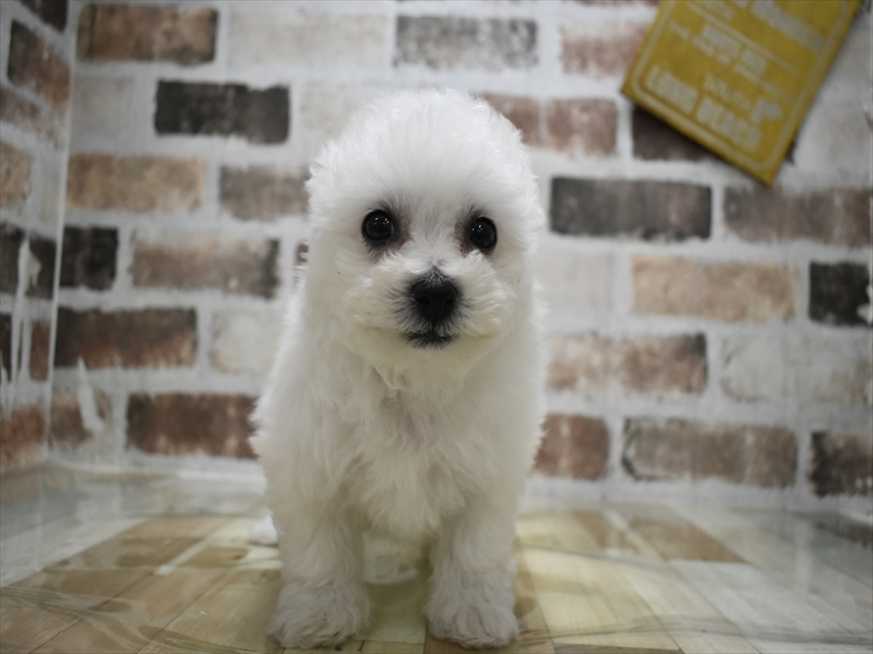 愛知県のビションフリーゼ (ワンラブ名古屋守山インター総本店/2025年12月3日生まれ/男の子/ホワイト)の子犬の2枚目の画像