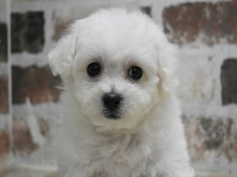 愛知県のビションフリーゼ (ワンラブ名古屋守山インター総本店/2025年12月3日生まれ/女の子/ホワイト)の子犬の1枚目の画像