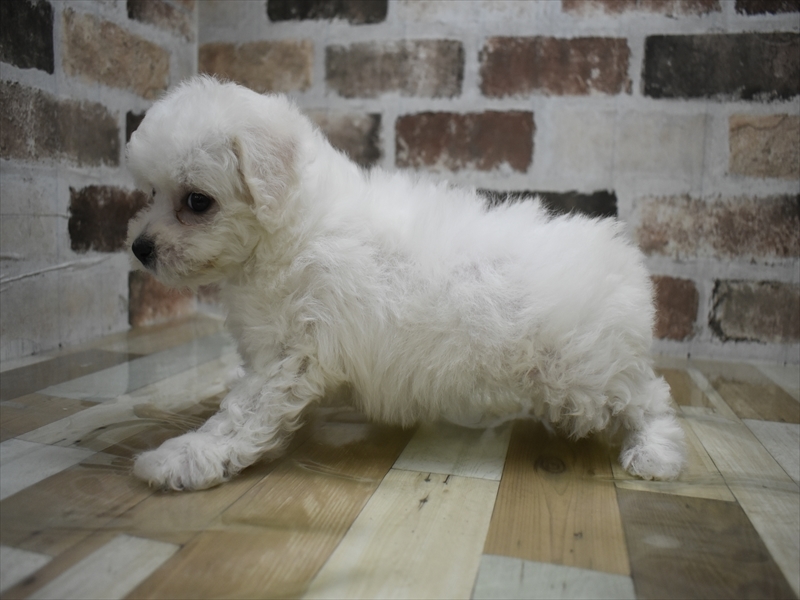 愛知県のビションフリーゼ (ワンラブ名古屋守山インター総本店/2025年12月3日生まれ/女の子/ホワイト)の子犬の3枚目の画像