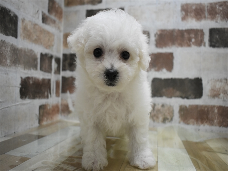 愛知県のビションフリーゼ (ワンラブ名古屋守山インター総本店/2025年12月3日生まれ/女の子/ホワイト)の子犬の2枚目の画像