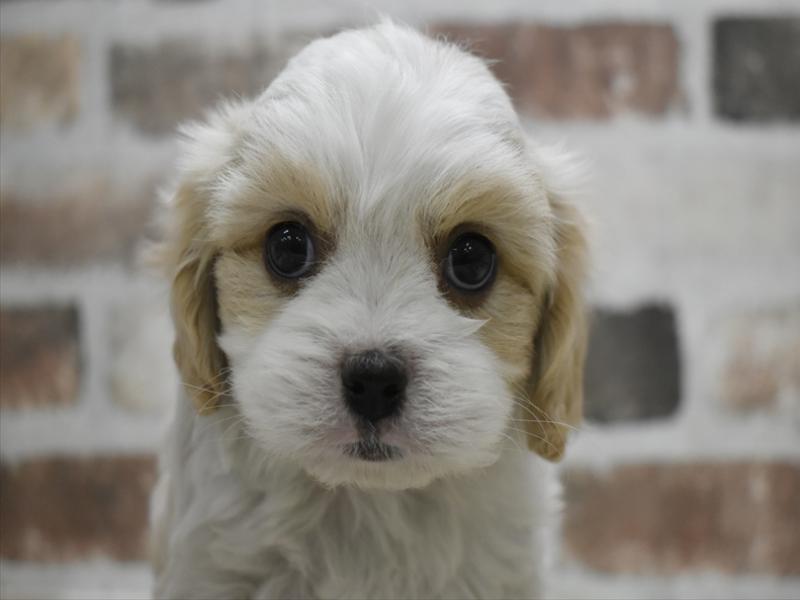 愛知県のハーフ犬・ミックス犬 (ワンラブ名古屋守山インター総本店/2025年12月3日生まれ/男の子/ブレンハイム)の子犬の1枚目の画像