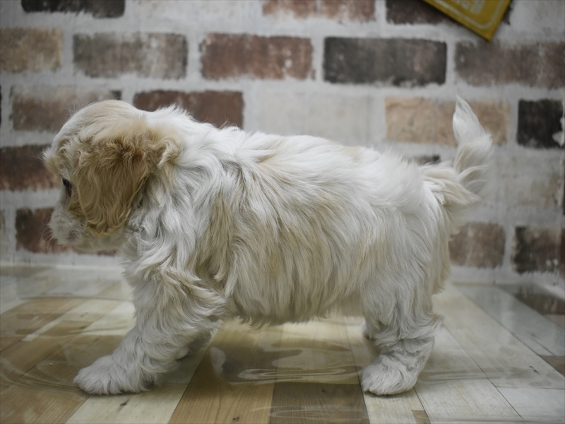 愛知県のハーフ犬・ミックス犬 (ワンラブ名古屋守山インター総本店/2025年12月3日生まれ/男の子/ブレンハイム)の子犬の3枚目の画像