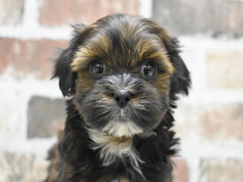 愛知県のハーフ犬・ミックス犬 (ワンラブ名古屋守山インター総本店/2025年12月3日生まれ/男の子/ブラウン)の子犬の1枚目の画像