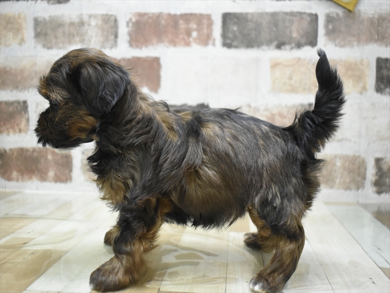 愛知県のハーフ犬・ミックス犬 (ワンラブ名古屋守山インター総本店/2025年12月3日生まれ/男の子/ブラウン)の子犬の3枚目の画像