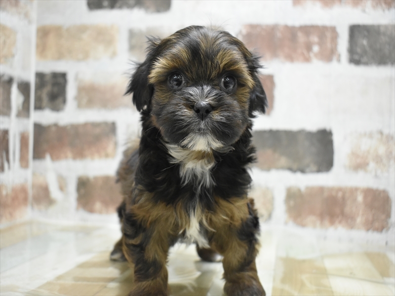 愛知県のハーフ犬・ミックス犬 (ワンラブ名古屋守山インター総本店/2025年12月3日生まれ/男の子/ブラウン)の子犬の2枚目の画像