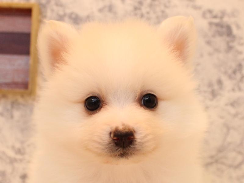 秋田県のポメラニアン (ワンラブフレスポ御所野店/2025年12月4日生まれ/男の子/ホワイト)の子犬