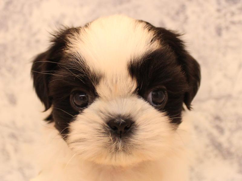 埼玉県のシーズー (ワンラブ埼玉寄居店/2025年12月3日生まれ/男の子/ホワイトブラック)の子犬の1枚目の画像