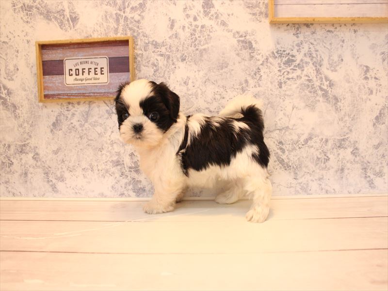 埼玉県のシーズー (ワンラブ埼玉寄居店/2025年12月3日生まれ/男の子/ホワイトブラック)の子犬の3枚目の画像