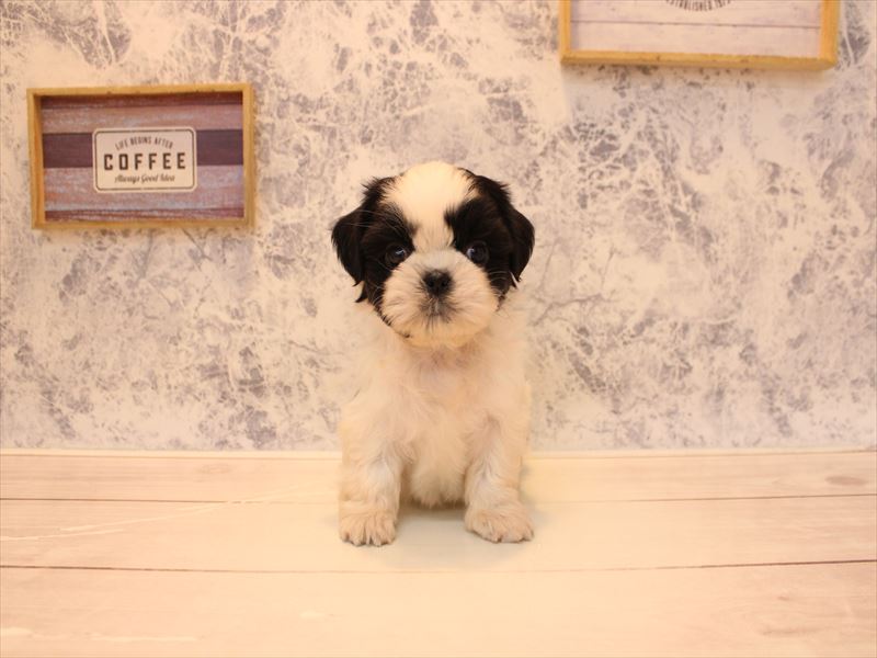 埼玉県のシーズー (ワンラブ埼玉寄居店/2025年12月3日生まれ/男の子/ホワイトブラック)の子犬の2枚目の画像