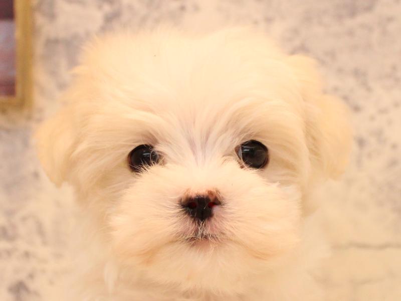埼玉県のマルチーズ (ワンラブ埼玉寄居店/2025年12月3日生まれ/女の子/ホワイト)の子犬の1枚目の画像
