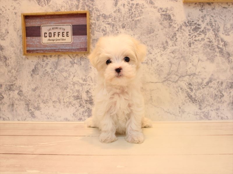 埼玉県のマルチーズ (ワンラブ埼玉寄居店/2025年12月3日生まれ/女の子/ホワイト)の子犬の3枚目の画像