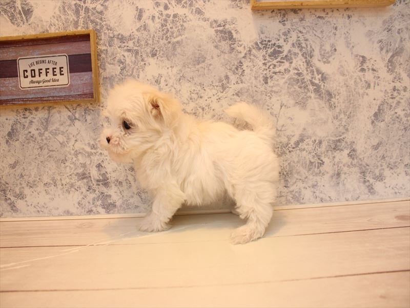 埼玉県のマルチーズ (ワンラブ埼玉寄居店/2025年12月3日生まれ/女の子/ホワイト)の子犬の2枚目の画像