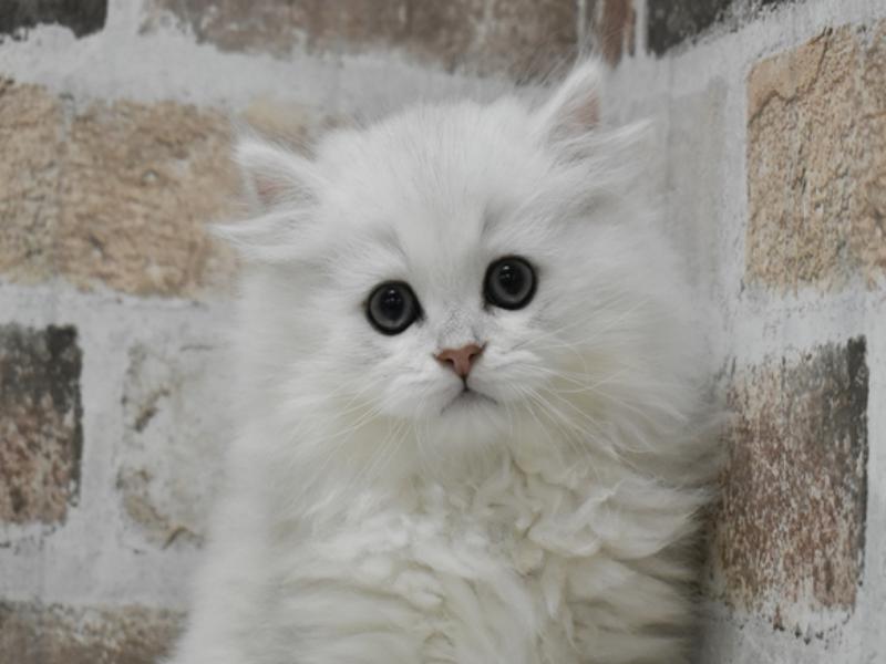 愛知県のペルシャ (ワンラブ名古屋守山インター総本店/2025年11月30日生まれ/男の子/チンチラシルバー)の子猫の1枚目の画像