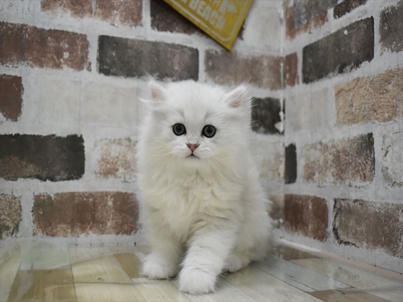 愛知県のペルシャ (ワンラブ名古屋守山インター総本店/2025年11月30日生まれ/男の子/チンチラシルバー)の子猫の2枚目の画像