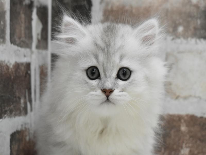 愛知県のペルシャ (ワンラブ名古屋守山インター総本店/2025年11月30日生まれ/男の子/チンチラシルバー)の子猫の1枚目の画像