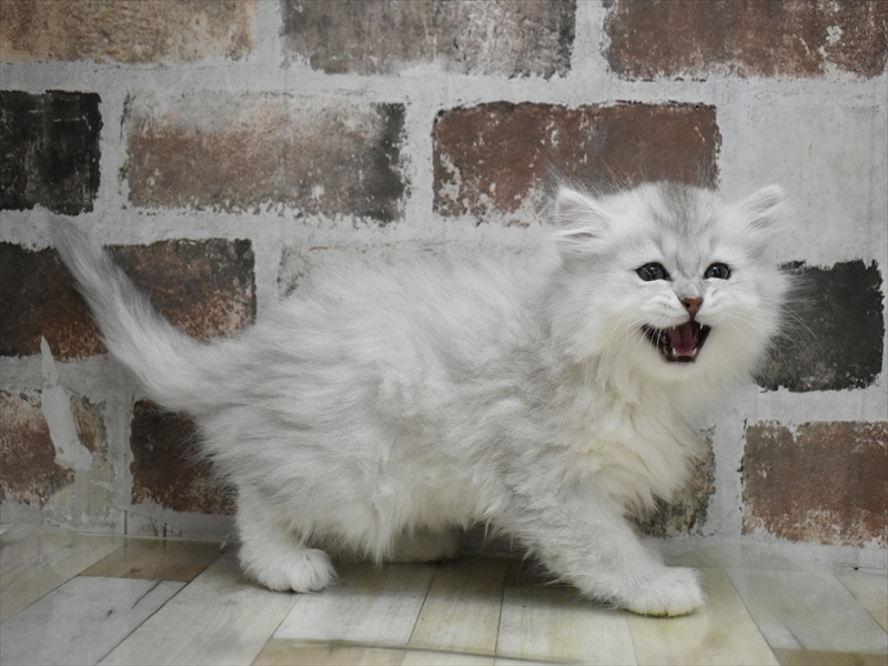 愛知県のペルシャ (ワンラブ名古屋守山インター総本店/2025年11月30日生まれ/男の子/チンチラシルバー)の子猫の3枚目の画像