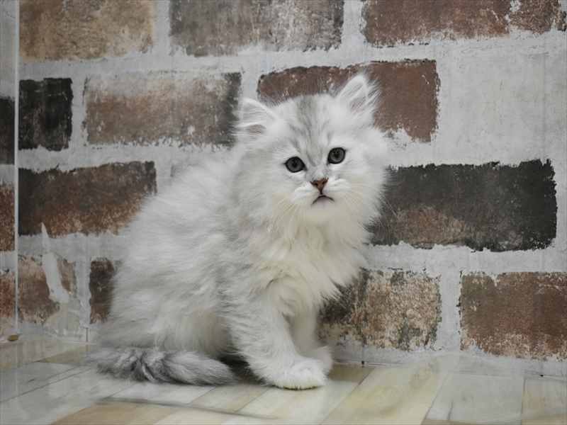 愛知県のペルシャ (ワンラブ名古屋守山インター総本店/2025年11月30日生まれ/男の子/チンチラシルバー)の子猫の2枚目の画像