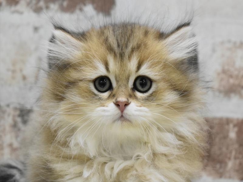 愛知県のペルシャ (ワンラブ名古屋守山インター総本店/2025年11月30日生まれ/男の子/チンチラゴールデン)の子猫の1枚目の画像