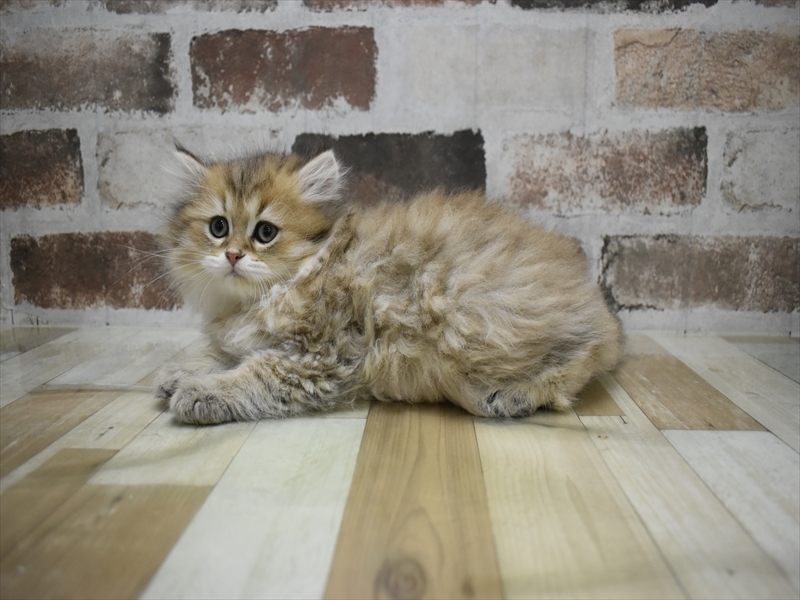 愛知県のペルシャ (ワンラブ名古屋守山インター総本店/2025年11月30日生まれ/男の子/チンチラゴールデン)の子猫の3枚目の画像