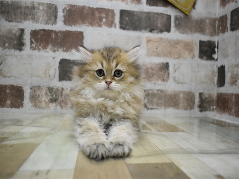 愛知県のペルシャ (ワンラブ名古屋守山インター総本店/2025年11月30日生まれ/男の子/チンチラゴールデン)の子猫の2枚目の画像