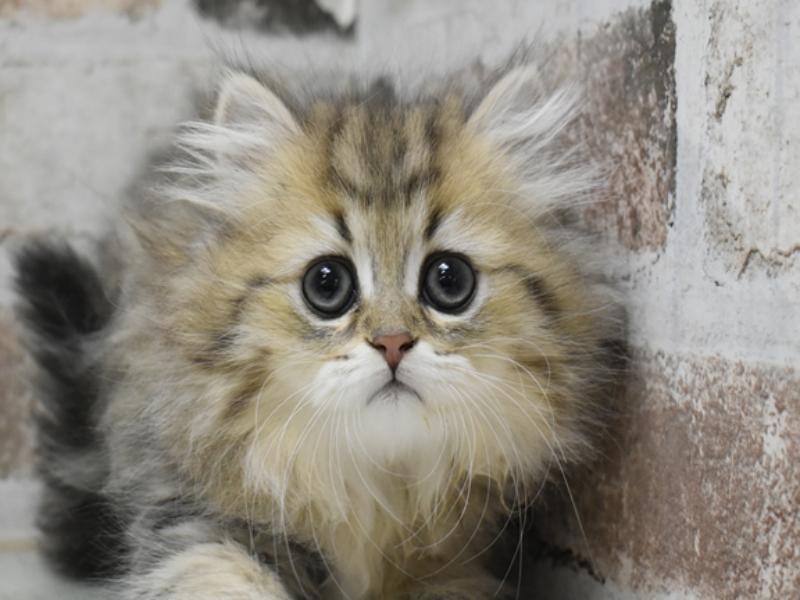 愛知県のペルシャ (ワンラブ名古屋守山インター総本店/2025年11月30日生まれ/女の子/チンチラゴールデン)の子猫の1枚目の画像