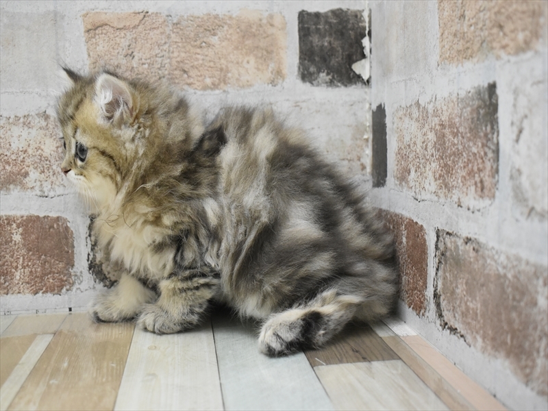 愛知県のペルシャ (ワンラブ名古屋守山インター総本店/2025年11月30日生まれ/女の子/チンチラゴールデン)の子猫の3枚目の画像