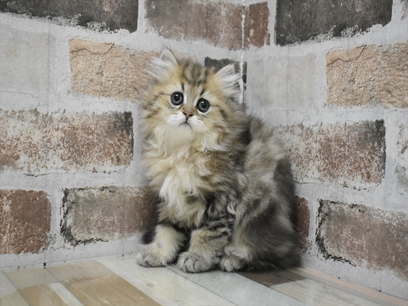 愛知県のペルシャ (ワンラブ名古屋守山インター総本店/2025年11月30日生まれ/女の子/チンチラゴールデン)の子猫の2枚目の画像