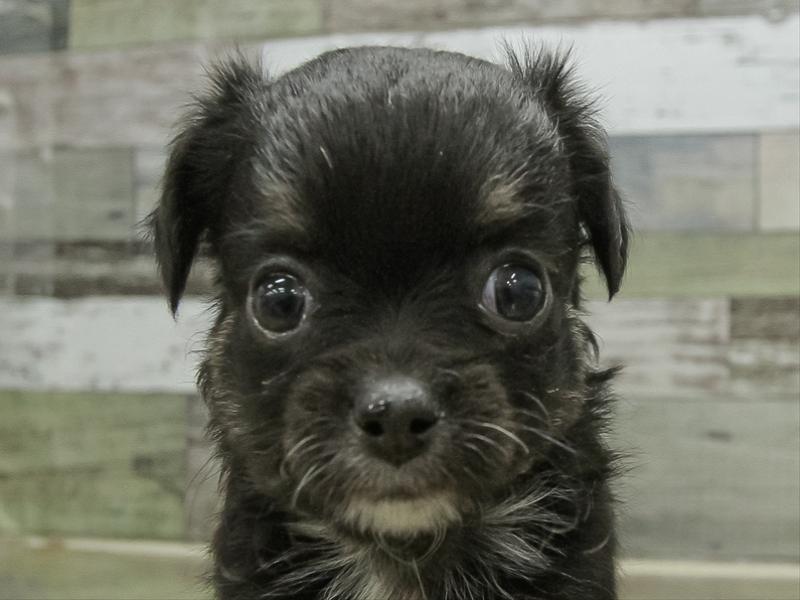 静岡県のチワワ(ロング) (ワンラブカインズ伊東店/2025年12月5日生まれ/女の子/ブラックタン)の子犬