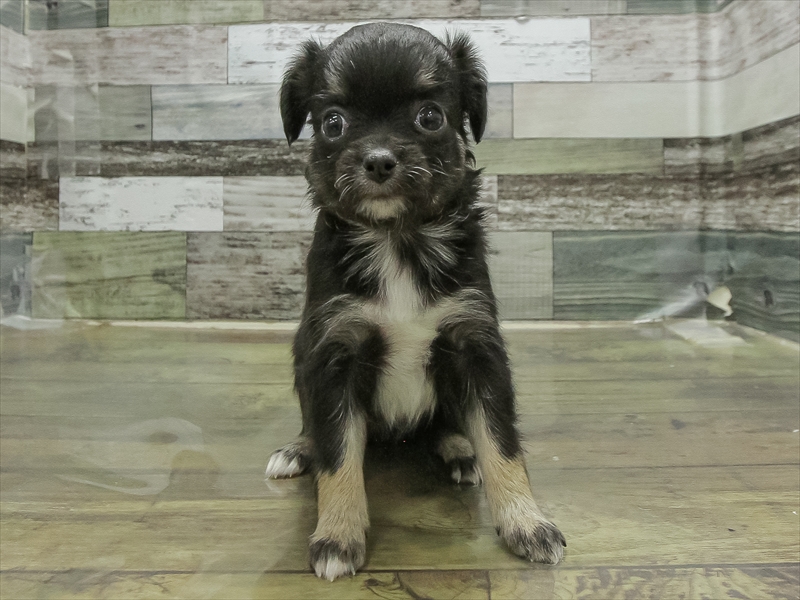 静岡県のチワワ(ロング) (ワンラブカインズ伊東店/2025年12月5日生まれ/女の子/ブラックタン)の子犬の3枚目の画像