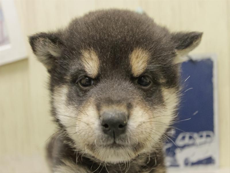 愛知県の柴犬(標準サイズ) (ワンラブペッツビレッジ アピタ木曽川店(FC)/2025年12月6日生まれ/男の子/黒)の子犬の1枚目の画像