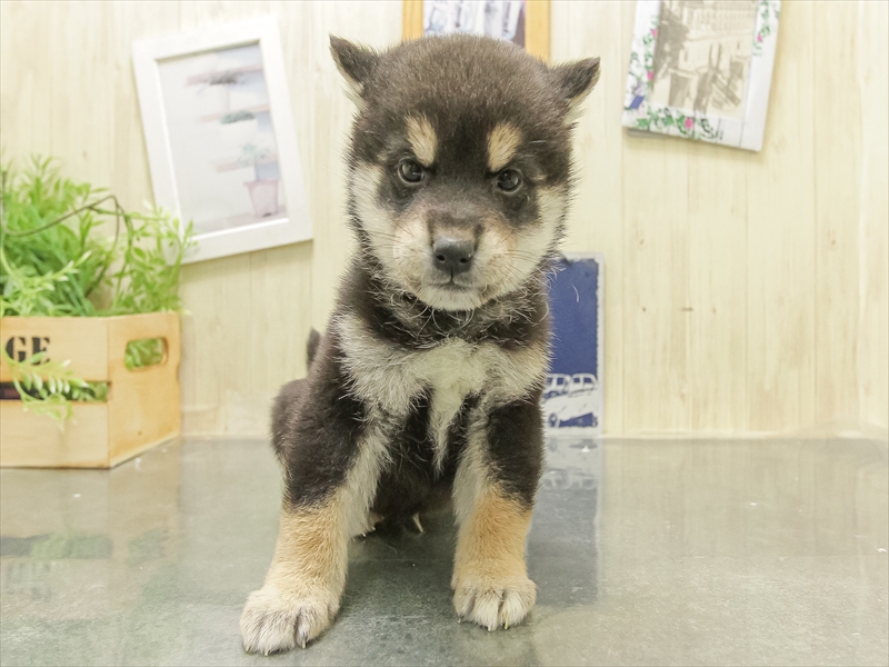 愛知県の柴犬(標準サイズ) (ワンラブペッツビレッジ アピタ木曽川店(FC)/2025年12月6日生まれ/男の子/黒)の子犬の3枚目の画像
