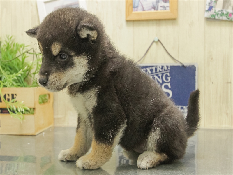 愛知県の柴犬(標準サイズ) (ワンラブペッツビレッジ アピタ木曽川店(FC)/2025年12月6日生まれ/男の子/黒)の子犬の2枚目の画像